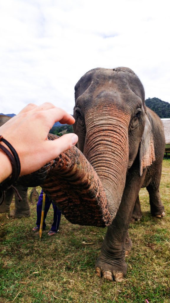 Olifant, reizen, avontuur, beleven, backpacken, Azië, Thailand