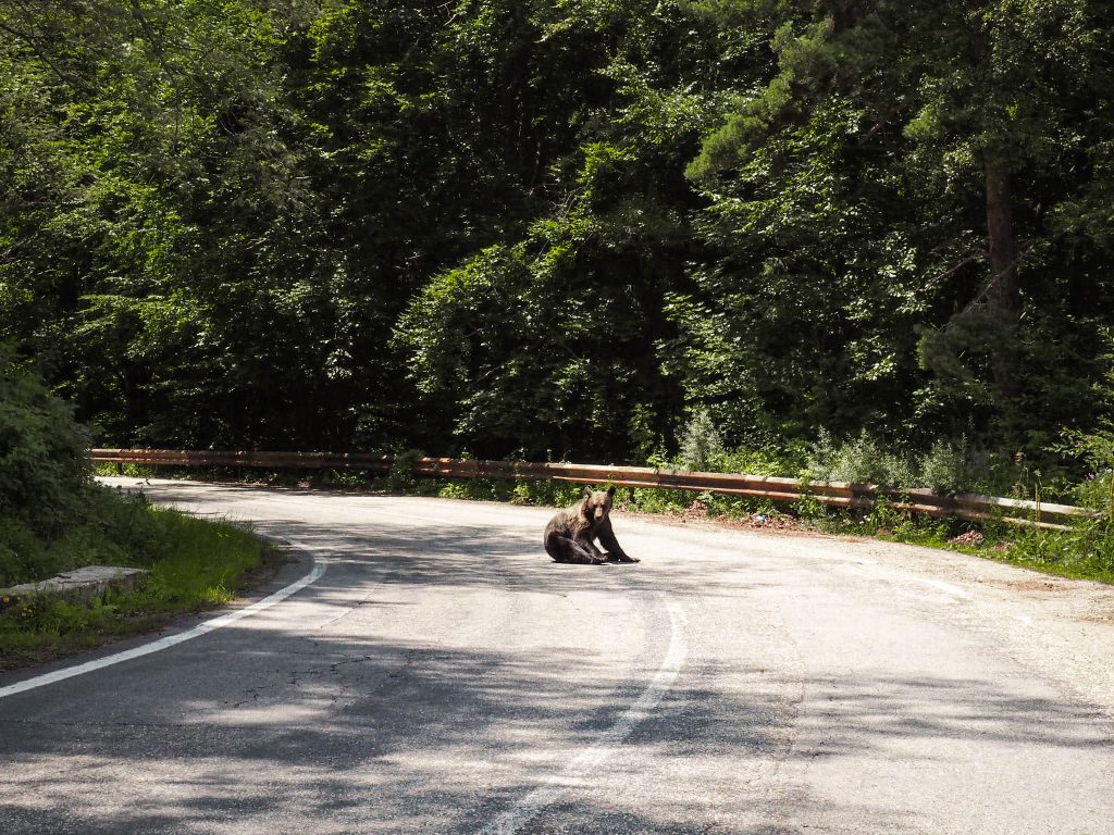 Beer op de weg, Transfăgărășan, Roemenië, Transylvanië, reizen, vakantie, ervaring, avontuur