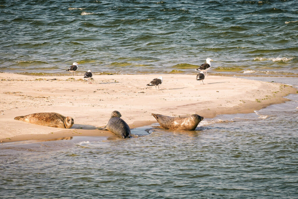 Op Zeerobbentocht op de Waddenzee